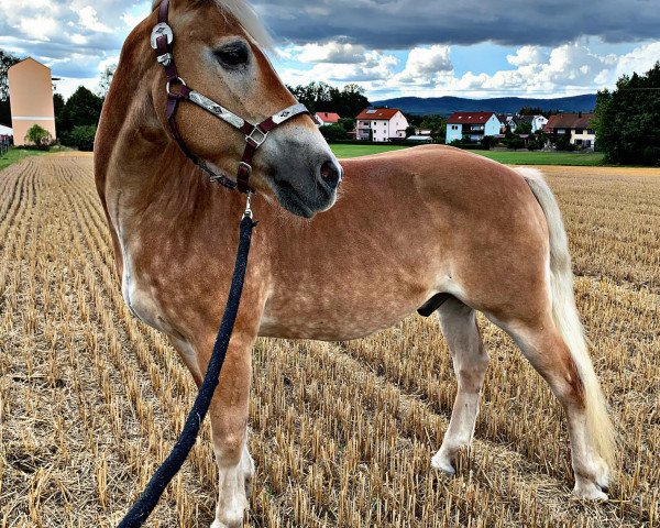 horse Samurai (Haflinger, 2006, from Santana)