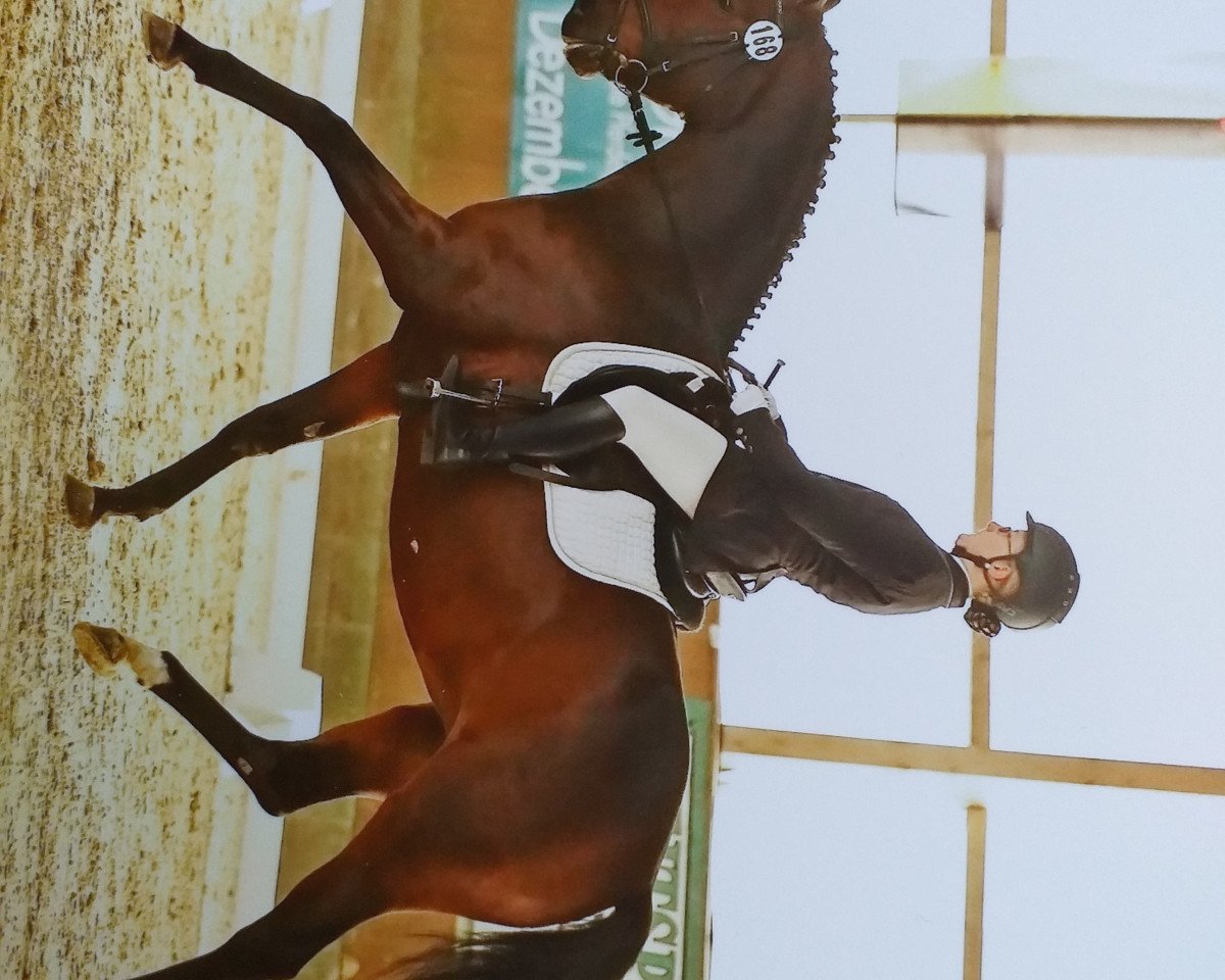 broodmare Queen of Midnight (German Sport Horse, 2008, from Quaterback)