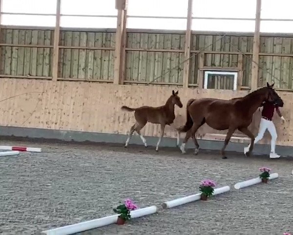 dressage horse Quiana (German Warmblood, 2020, from Q-Sieben OLD)