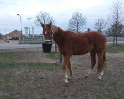 horse Berlian (Deutsches Reitpferd, 2018, from Bordeaux 28)