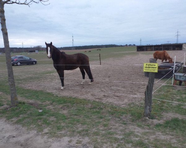 dressage horse Faolan (German Warmblood, 2016, from Foundation 2)