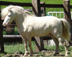 stallion Avanti K (Shetland Pony, 2009, from Amadeus E)