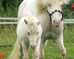 broodmare Nina (Shetland Pony,  , from Starlight)