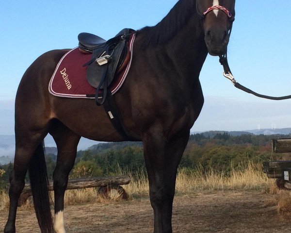 dressage horse Dacapy Deluna (Westphalian, 2015, from Daily Deal)