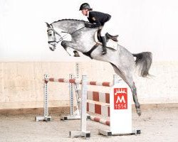 jumper Captain Zinnow (German Sport Horse, 2017, from Captain Olympic)