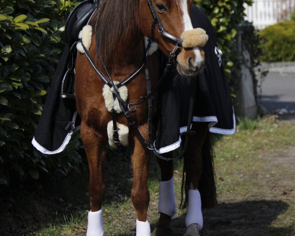 horse Champion‘s Rose (German Riding Pony, 2010, from Champion)