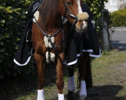 Pferd Champion‘s Rose (Deutsches Reitpony, 2010, von Champion)