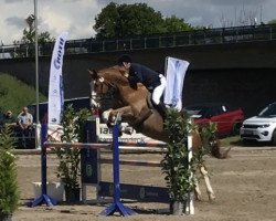 jumper Espilion le Rouge (KWPN (Royal Dutch Sporthorse), 2009, from Esprilio)