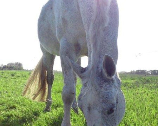 horse White Delight (Hanoverian, 1995, from Westminster)