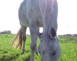 Pferd White Delight (Hannoveraner, 1995, von Westminster)