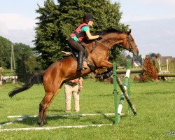 horse Chipmunk xx (Thoroughbred, 2010, from Intendant xx)