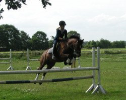 jumper Tarabas (German Riding Pony, 1996, from Twilight Burning)