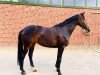 dressage horse Fayette EB (Hanoverian, 2015, from Fashion Maker)