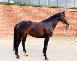 dressage horse Fayette EB (Hanoverian, 2015, from Fashion Maker)