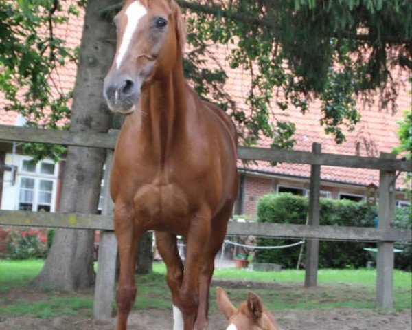 broodmare Luciana (Hanoverian, 2009, from Londonderry)