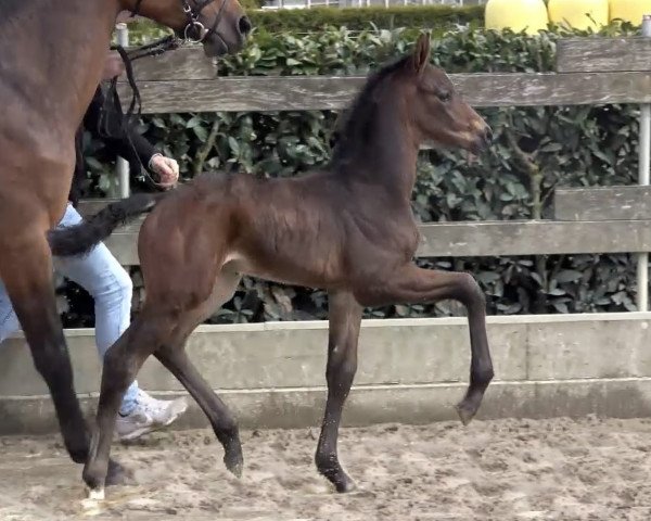 dressage horse Stute von Knock-Out / Ramiro's Son II (Oldenburg, 2021, from Knock-Out)