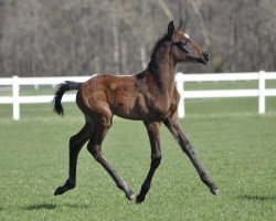 Pferd Camar Unique (Anglo-Araber, 2021, von Arian Shah ox)