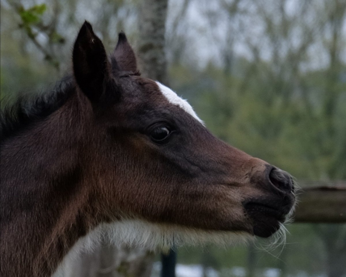 Springpferd Crimskrams (Deutsches Reitpony, 2021, von Hengst von Heidbergs Nanch / FS Golden Highlight)