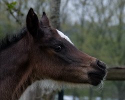 Pferd Crimskrams (Deutsches Reitpony, 2021, von Hengst von Heidbergs Nanch / FS Golden Highlight)