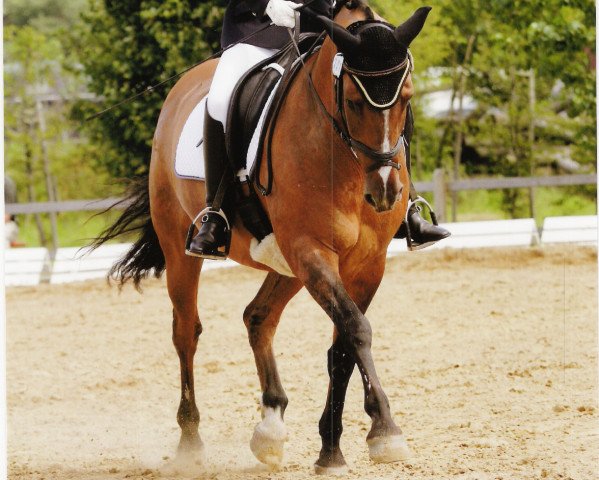 dressage horse Sir Otto 2 (German Riding Pony, 1993, from Saturn)