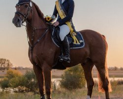 jumper Leonardo H 3 (German Sport Horse, 2008, from Levistano)