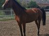 broodmare Dalu 3 (German Sport Horse, 2015, from Discar)