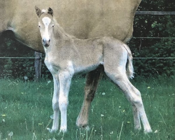 Zuchtstute Birkenhain Golden Genova (Deutsches Reitpony, 2014, von Churchill E WE)