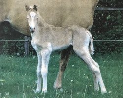 Zuchtstute Birkenhain Golden Genova (Deutsches Reitpony, 2014, von Churchill E WE)