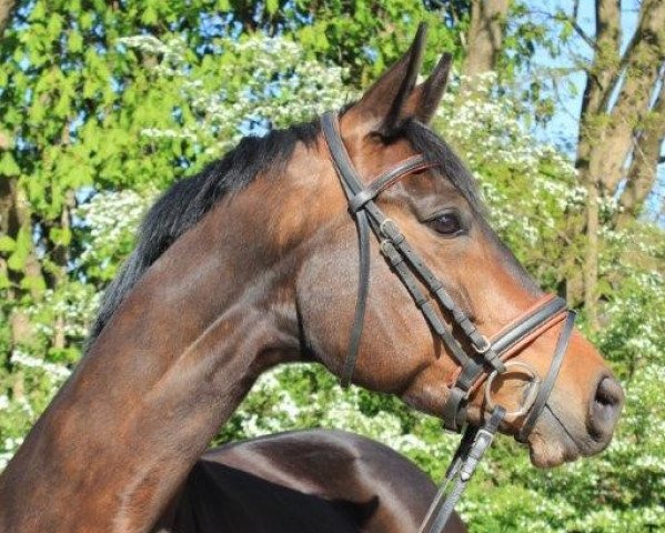 broodmare Donauglück (Trakehner, 2007, from Gipsy King)