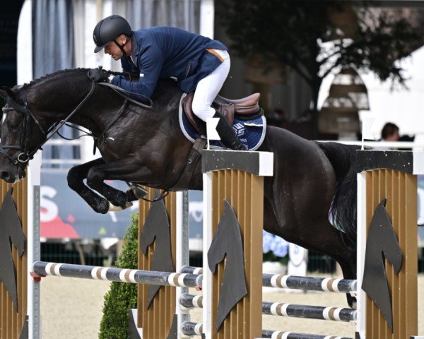 stallion Jevisto de Riverland (Selle Français, 2019, from Qlassic Bois Margot)