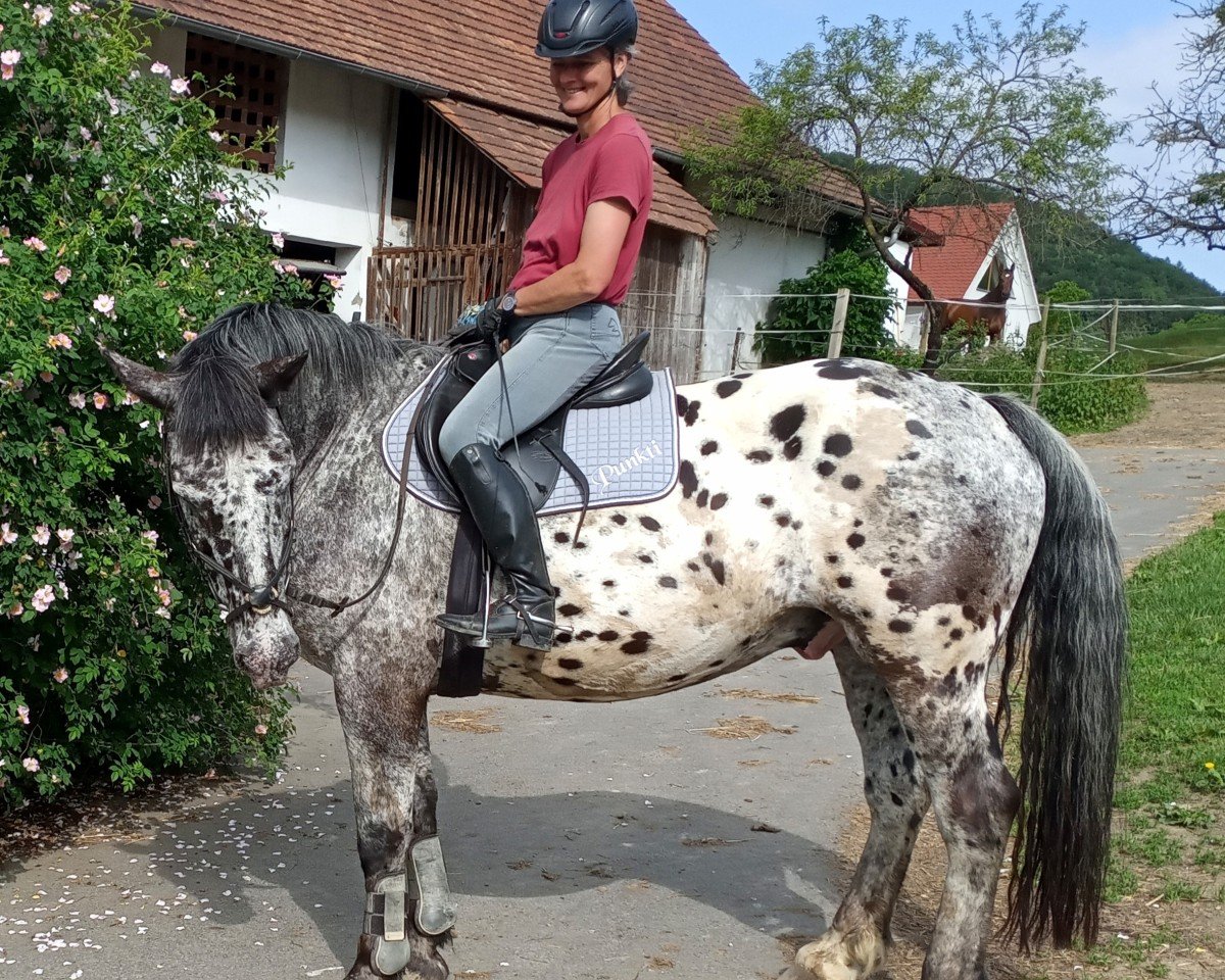 dressage horse Sir William Poinder (Noric, 2006)