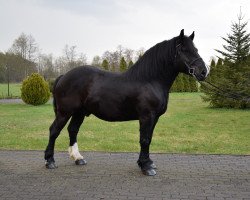 horse Szert (Polish Heavy Draft, 2015)