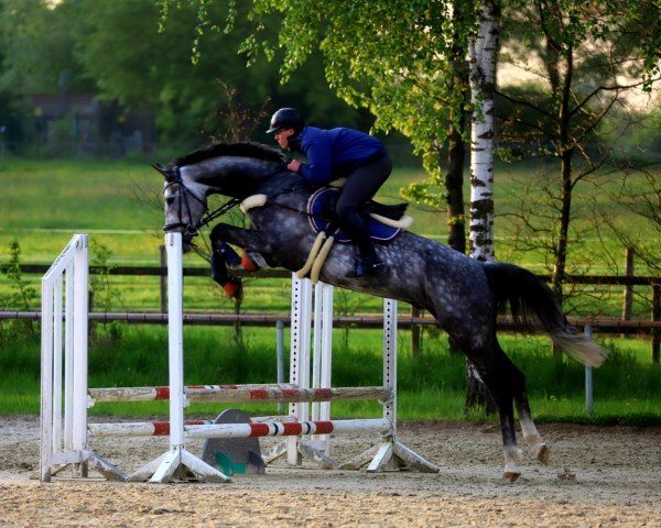 jumper Hickstead Grey (Westphalian, 2020, from Hickstead White)