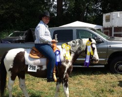 dressage horse Ramira 400 (Pinto / Small Riding Horse, 2003)