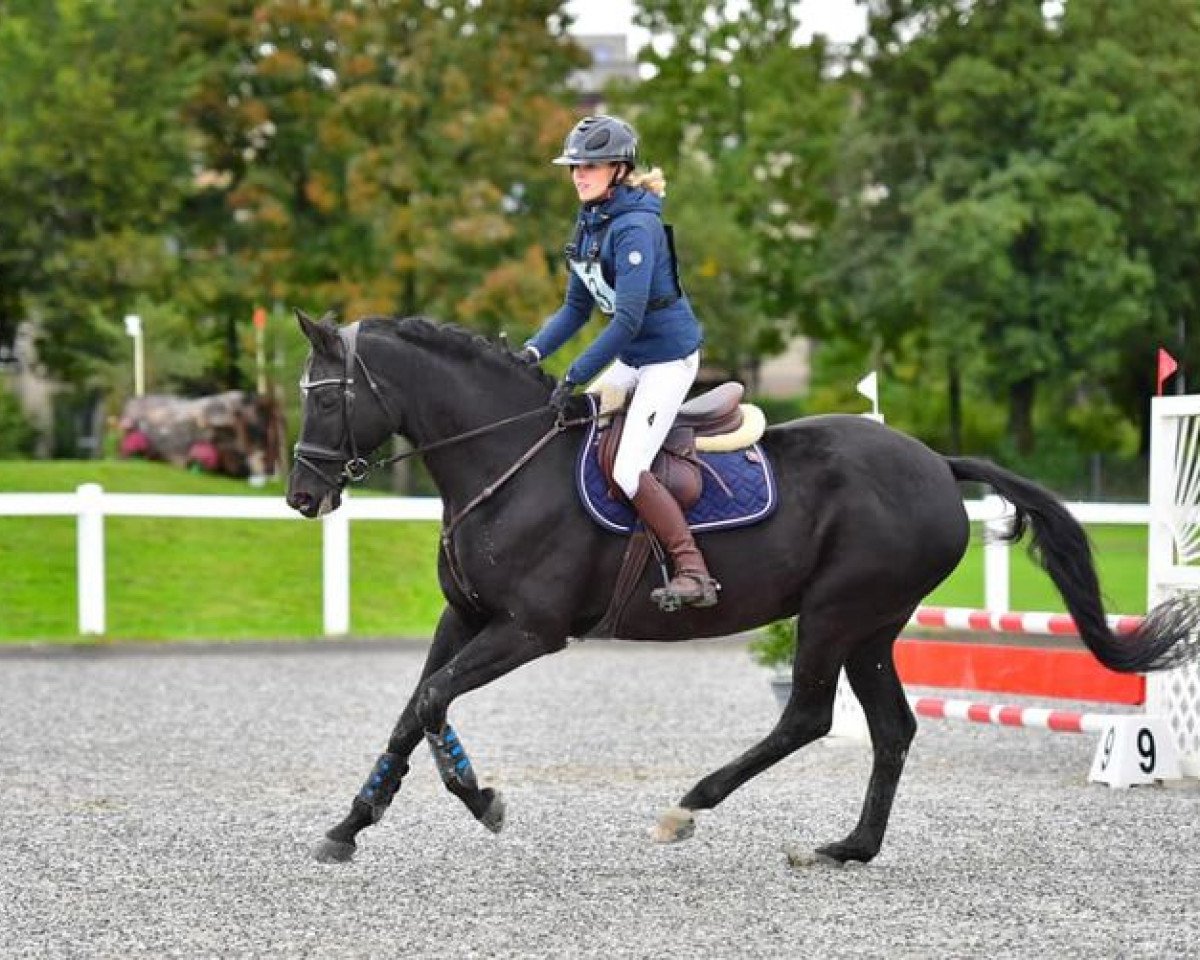 jumper Baronessa Nera (Hanoverian, 2009, from Harmony's Baroncelli)