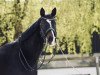 dressage horse Freddy Cool 2 (Württemberger, 2012, from Fidertanz)