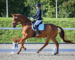 dressage horse Banty du Hans (Oldenburg, 2014, from Black Ruby)