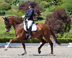 dressage horse Bellina La Filia (Oldenburger, 2012, from Bretton Woods)