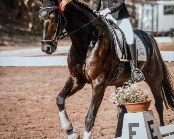 dressage horse Be Mine 9 (Hanoverian, 2019, from Bon Coeur)