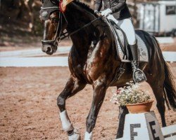 dressage horse Be Mine 9 (Hanoverian, 2019, from Bon Coeur)