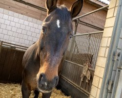 jumper Florencia 9 (Hanoverian, 2001, from Fabriano)