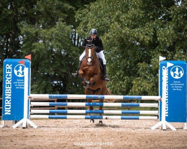 dressage horse Felicitas 240 (Oldenburg, 2011, from Florenciano 6)