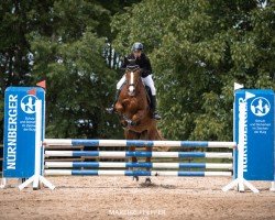dressage horse Felicitas 240 (Oldenburg, 2011, from Florenciano 6)