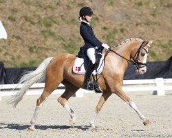 dressage horse Goldfever Hella Bella (Danish Warmblood, 2008)