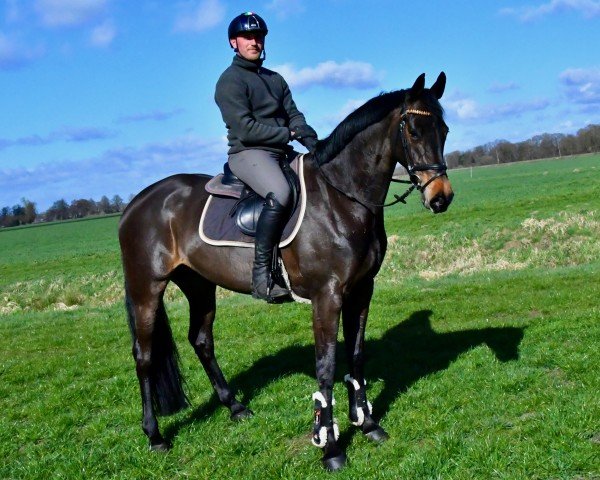 jumper Kalea Dkg (Holsteiner, 2017, from Adagio de Talma)