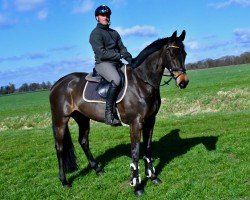 jumper Kalea Dkg (Holsteiner, 2017, from Adagio de Talma)