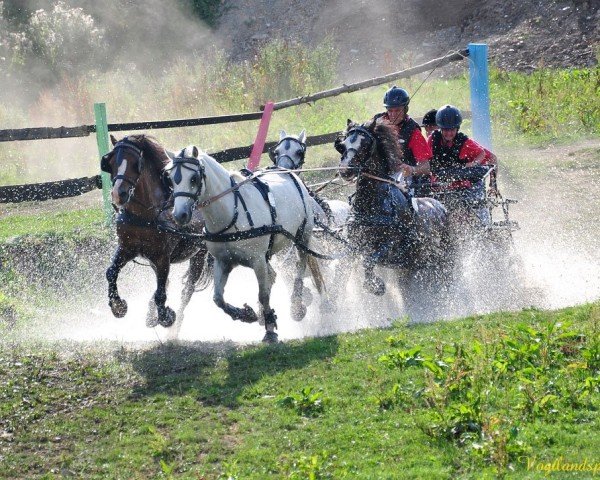 stallion Mulligen's Derrick (Welsh mountain pony (SEK.A), 1997, from Vechtzicht's Cymro Bach)