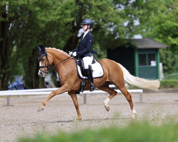 broodmare Vienna (German Riding Pony, 2016, from Valerius)