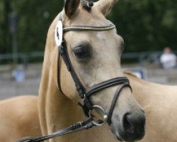 broodmare Hot Chocolate (German Riding Pony, 2007, from Classic Dancer I)