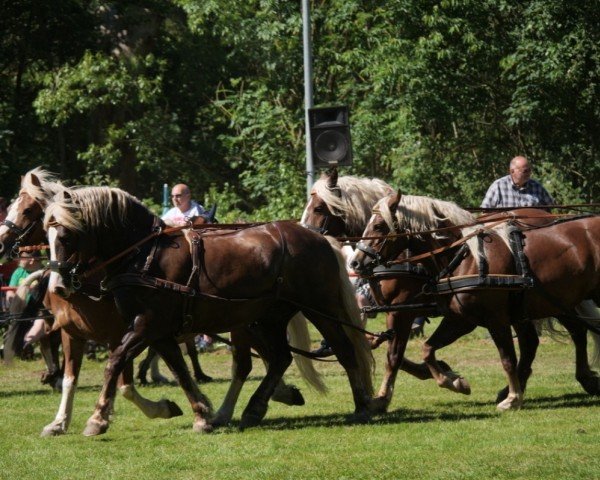 horse Vino (Black Forest Horse, 2019, from Vento)